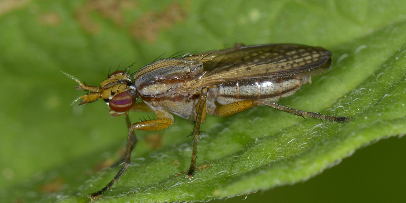 Sciomyzidae  ...ma quale?